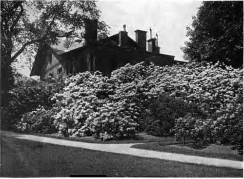 Hardy hybrid rhododendrons planted in 1869 at Jamaica Plain, Mass.
