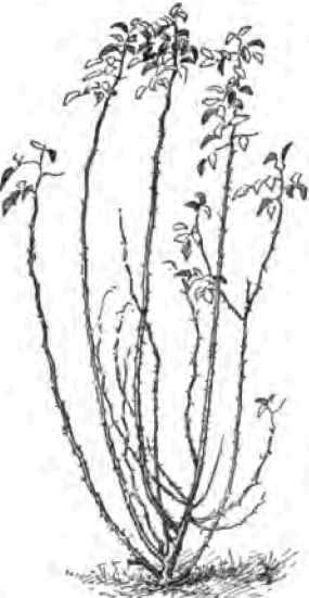 Hybrid perpetual rose before pruning. (General Jacqueminot).