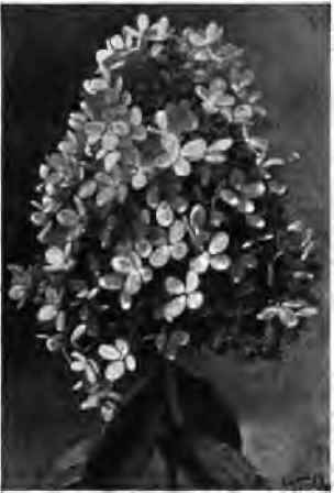 Hydrangea   one of the most popular shrubs, and easily propagated at home.