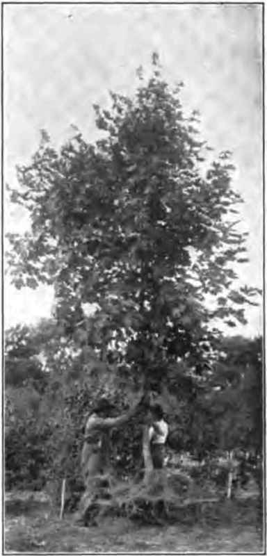 Large trees can now be transplanted by experts during every month In the year.