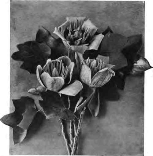 Late to appear are the tulips of the liriodendron.
