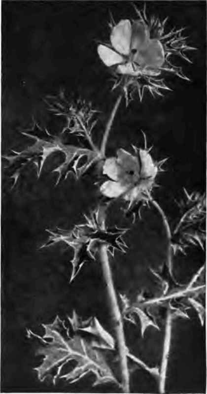 Mexican poppy Argemone Mexicina.