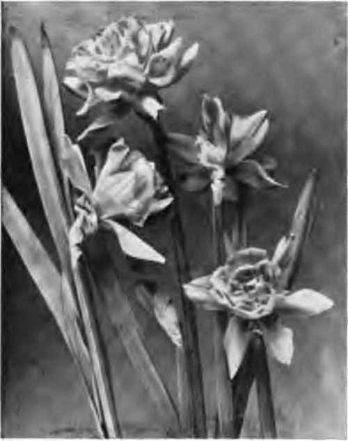 (Narcissus Van Sion) Double golden daffodll.