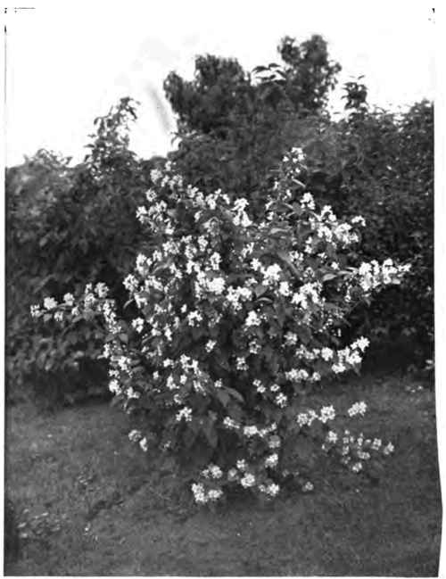 Philadelphus, known also as syringa and mock orange.