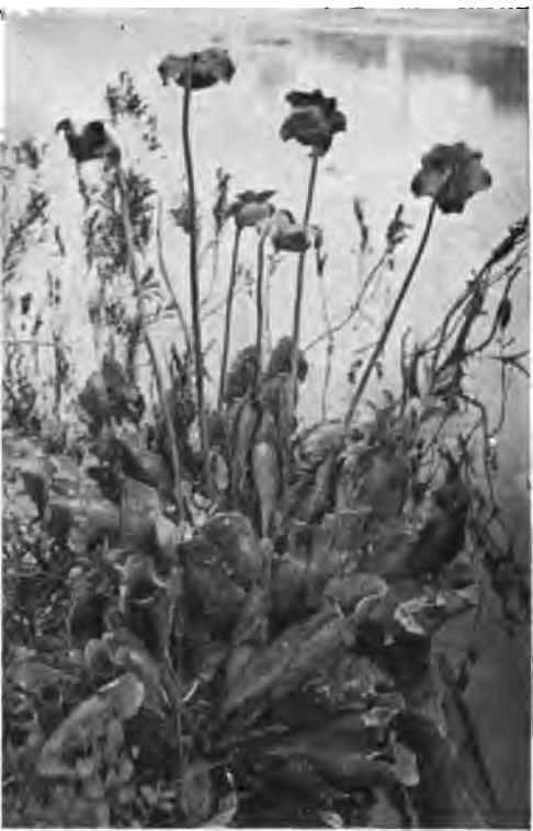 Pitcher plant in flower (Sarracenia purpurea).This plant may be naturalised at the side of a pond.