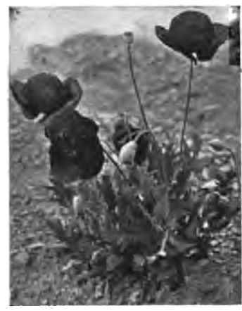 Poppies.