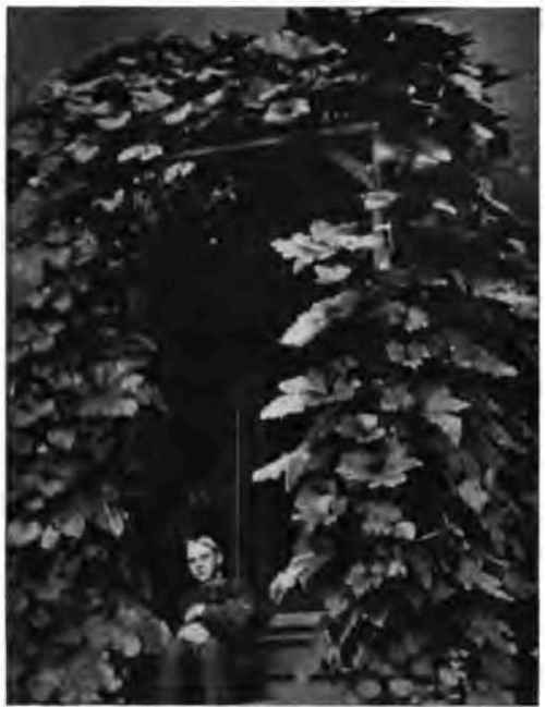 Pumpkin vine at the back door.