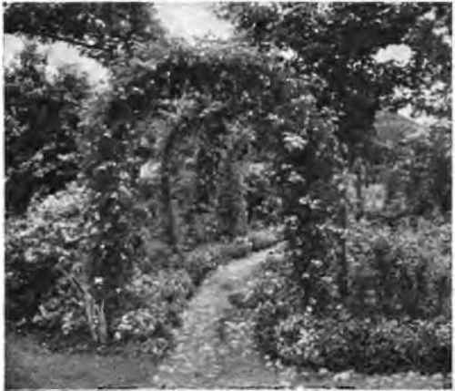 Rose arch at Mr. W. C. Egan's.