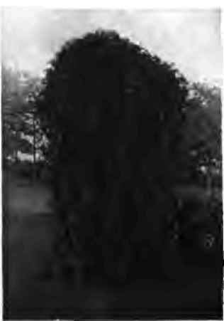 Tea's weeping mulberry, forming in arbor (see picture below).