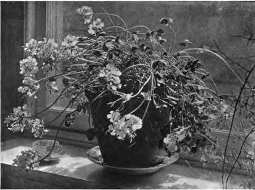 The Bermuda buttercup (oxalis lutea)   an ideal window plant.