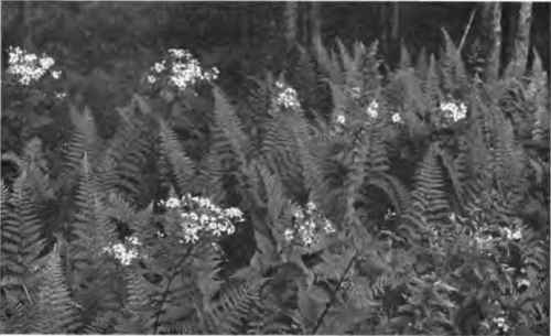 The blue asters among the ferns.