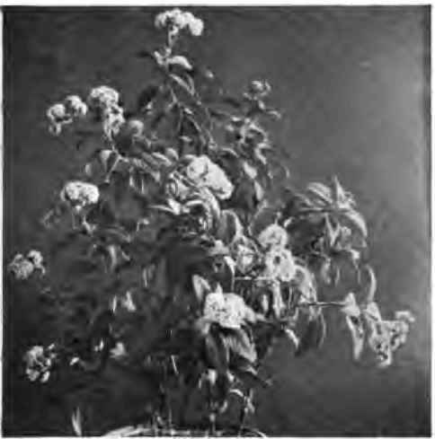 The common heliotrope.