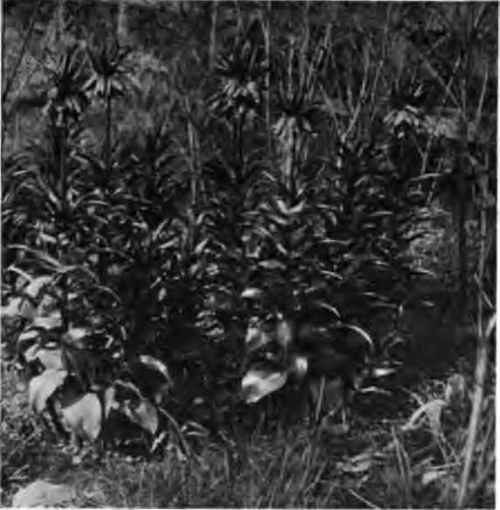 The crown imperial, an old time garden favourite, which comes up with a rush in early spring.