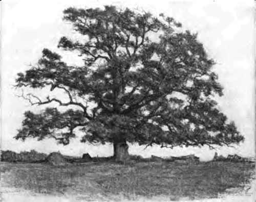 The dead and weak limbs In every neglected tree top are the beat of arguments for frequent pruning.