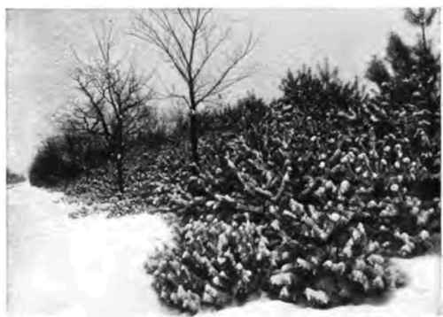 The glittering raiment of soft snow.