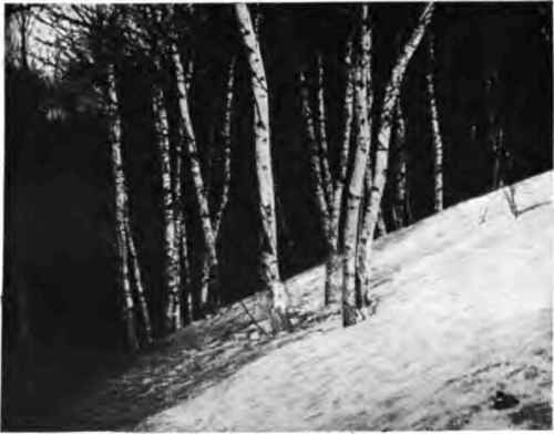 The native white birch of New England AND VARIETY OF THEIR BRANCHES.