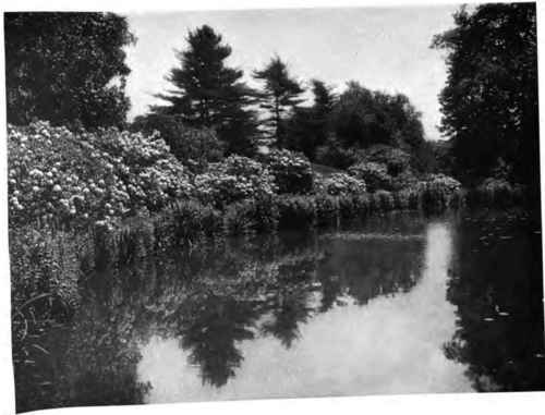 The pond in rhododendron clme.