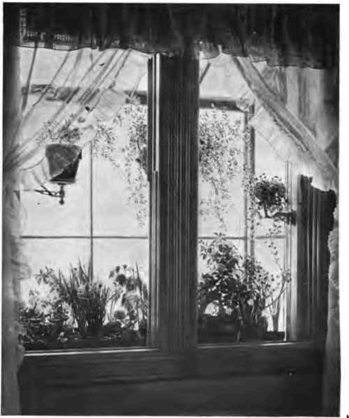 The window garden as seen from the inside.