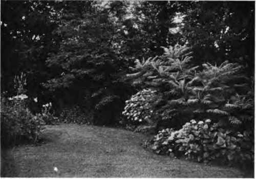 The woods as a background for informal borders of shrubbery and flowers.