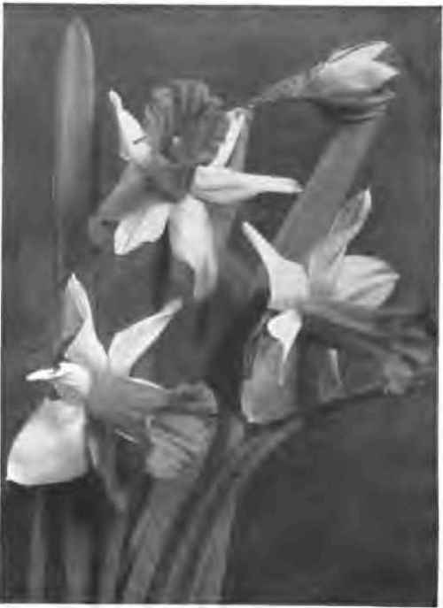 Trumpet daffodil (Horsfieldll).