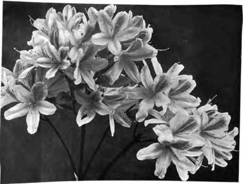 Truss of Azalea mollis flowers.