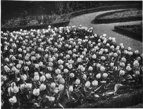 Tulips in a formal bed, showing the strength and simplicity.