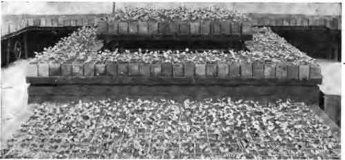 View in a greenhouse Persons who raise quantities of melons often plant.