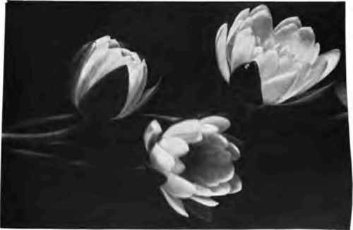 Water lilies as cut flowers.