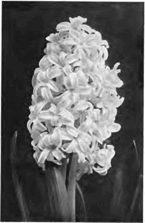 White Hyacinths.
