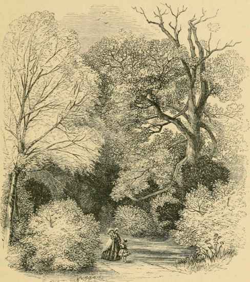 Trees Evergreens And Shrubs 3