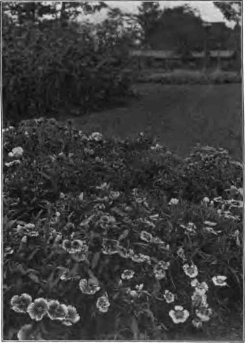 A Bed of Japan Pinks.