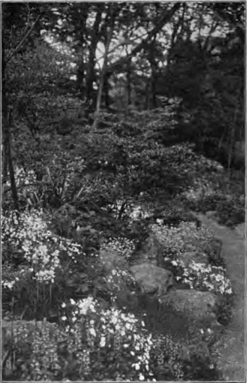 An endless shelter for every sort of wild thing