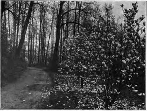 The magnolias below at the road bend