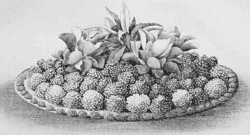 Bed Of Succutents Suitable For Small Gardens.