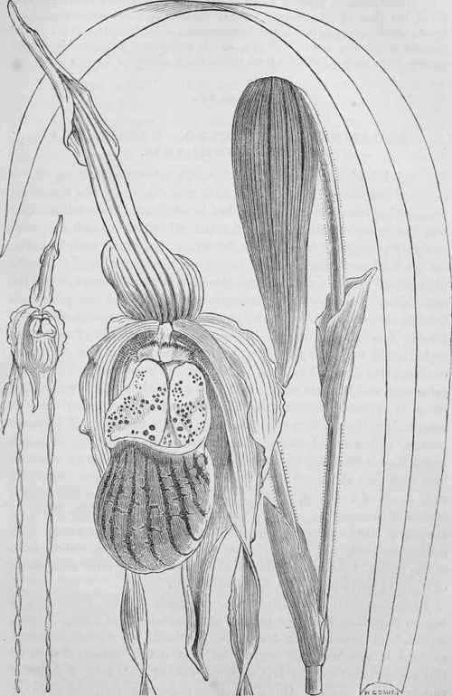 Cypripedium Dominianum.