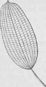 Ouvirandra Fenestralis The Lattice Plant Of Madaga 40012