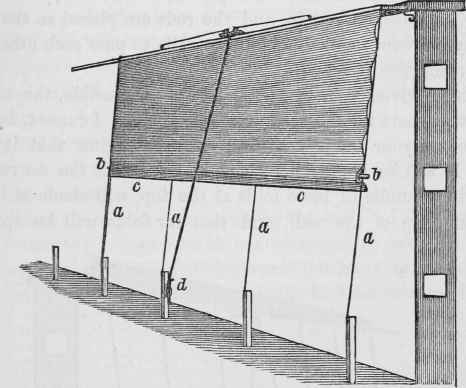 Protection For Wall Fruit Trees 4001