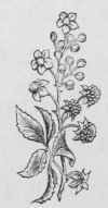 New Plant And Bulb Company 130010