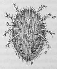 Phylloxera vastatrix (J. E. Planchon).