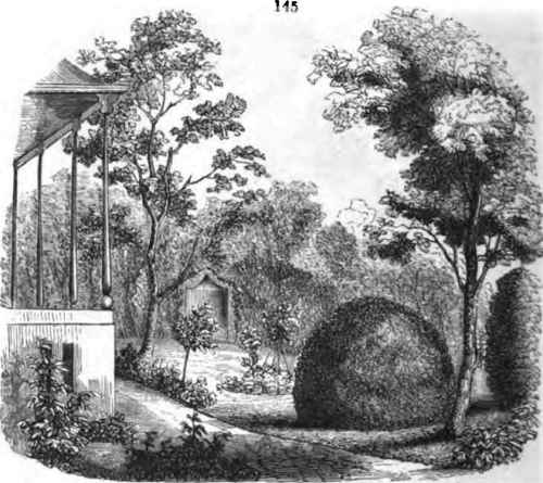 view from the flower garden, showing the arbutus