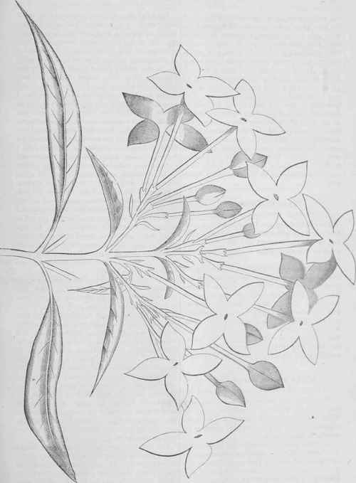 Bouvardia Humboldtii Corymbiflora