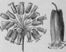 Brodiaea Coccinea 29