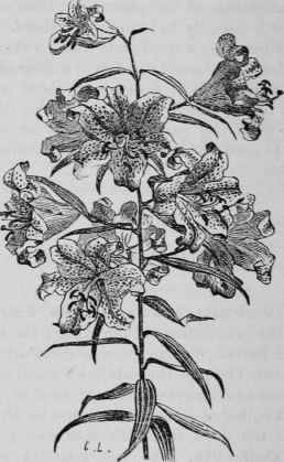 Fertilization Of Lilies