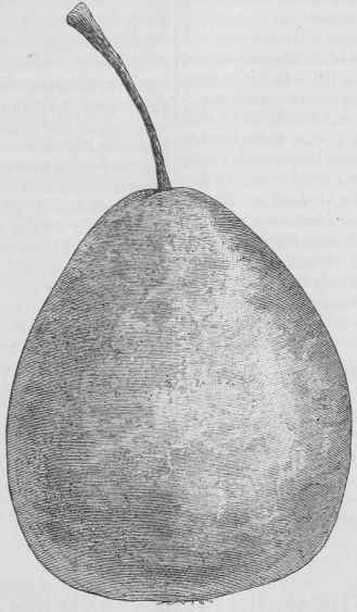 Marshall Pear