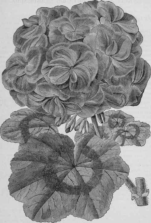 New Double Zonale Pelargonium Wonderful