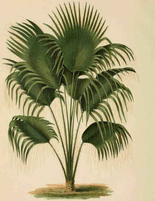 Pritchardia Filifera