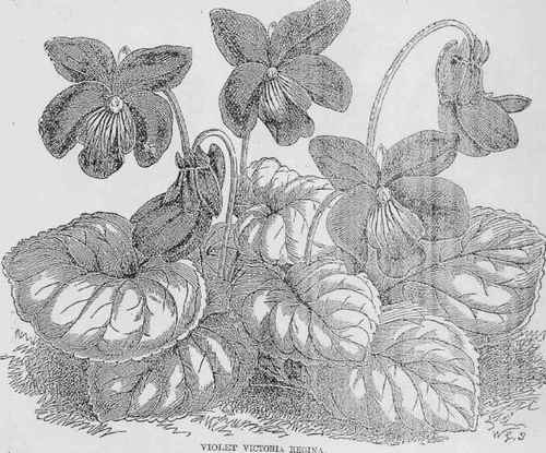 Violet Victoria Begina