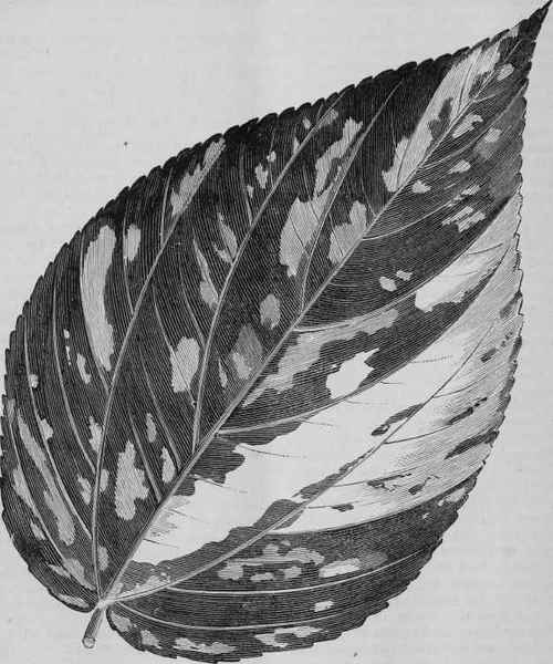 ACALYPHA MACROPHYLLA.