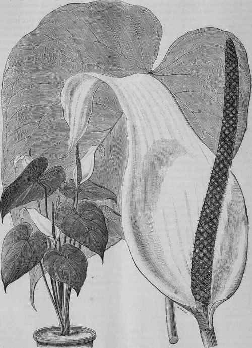 ANTHURIUM ORNATUM.