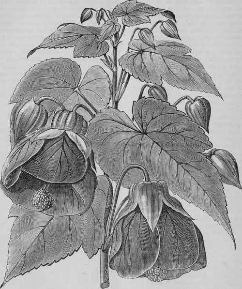 Abutilon Rosaeflorum.